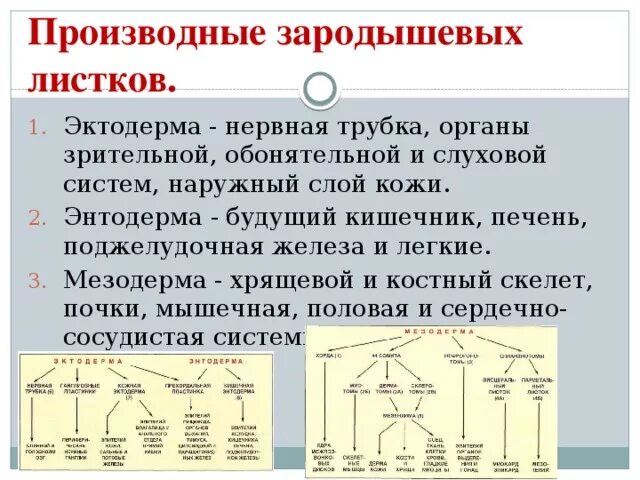 Этапы дифференцировки зародышевых листков. Производные зародышевых листков. формирование органов из зародышевых листков таблица.