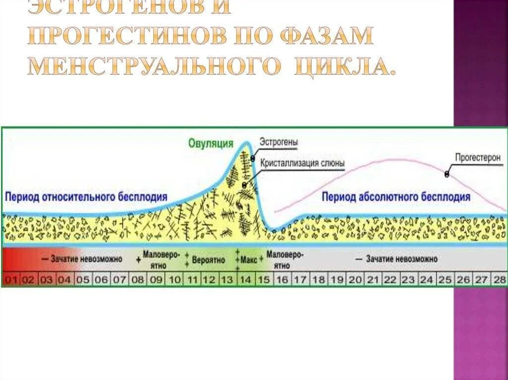 Гормоны 1 фазы цикла. 2 день цикла какая фаза. что такое первая фаза цикла и вторая фаза. гормоны по фазам менструационного цикла. уровни гормонов по фазам цикла.