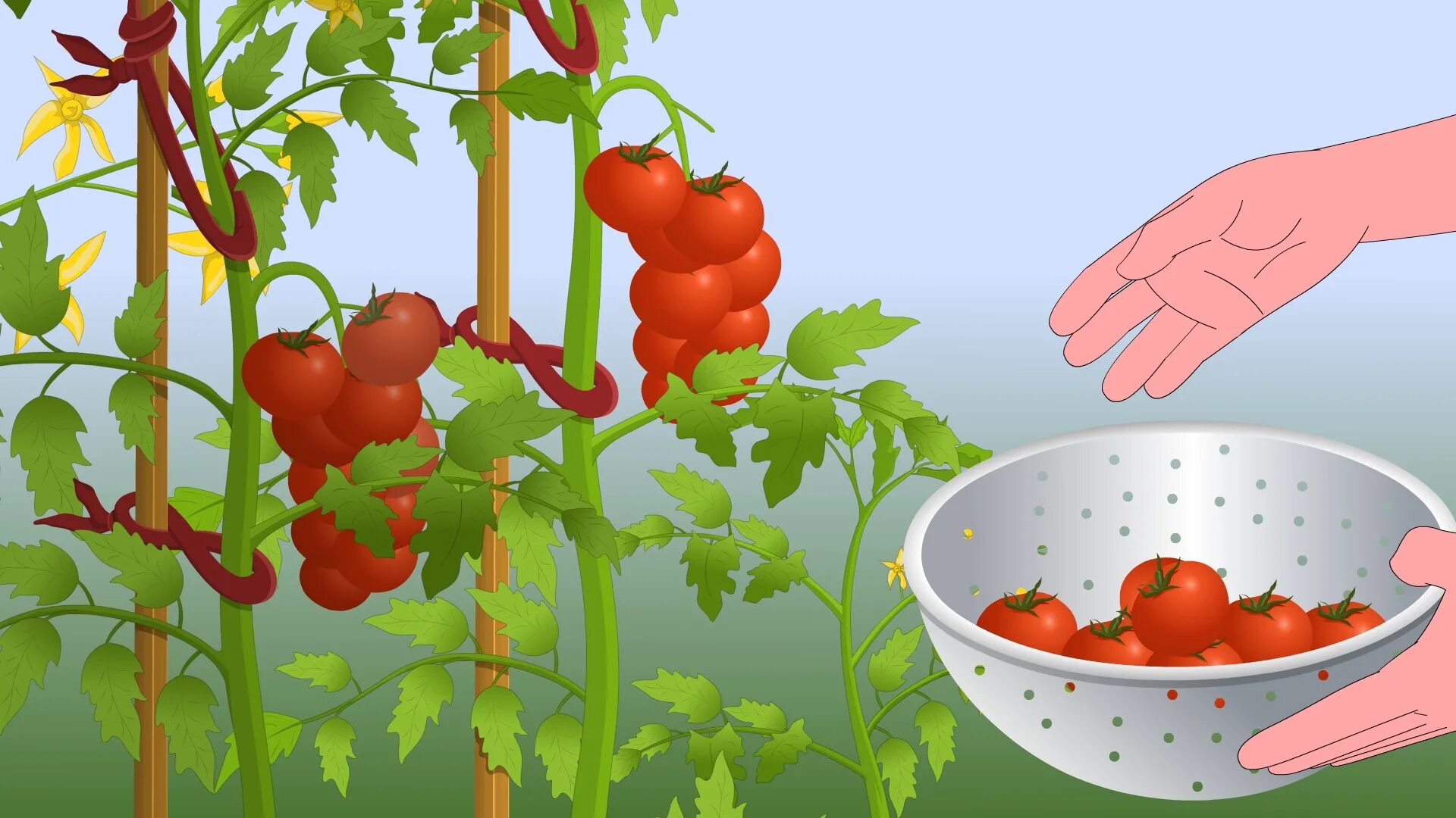 Картинки помидоры в теплице для детей. Алгоритм выращивания помидоров в картинках. Как обрезать помидоры. Помидор картинка для детей для огорода. Моя дорога в детство томат помидор 2024