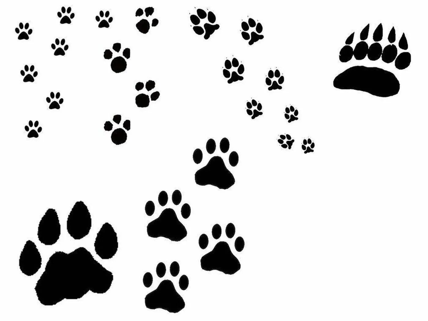 Лапки 4 5. Отпечаток лапы кота. Собачий след. Отпечаток кошачьей лапки. Следы животных на белом фоне.