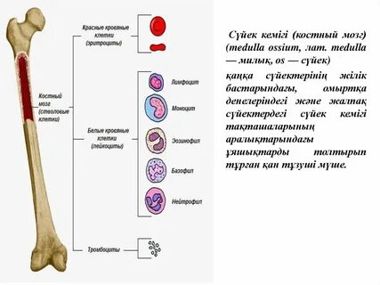 Нағыз орыс порно видеоларының мұрағаты