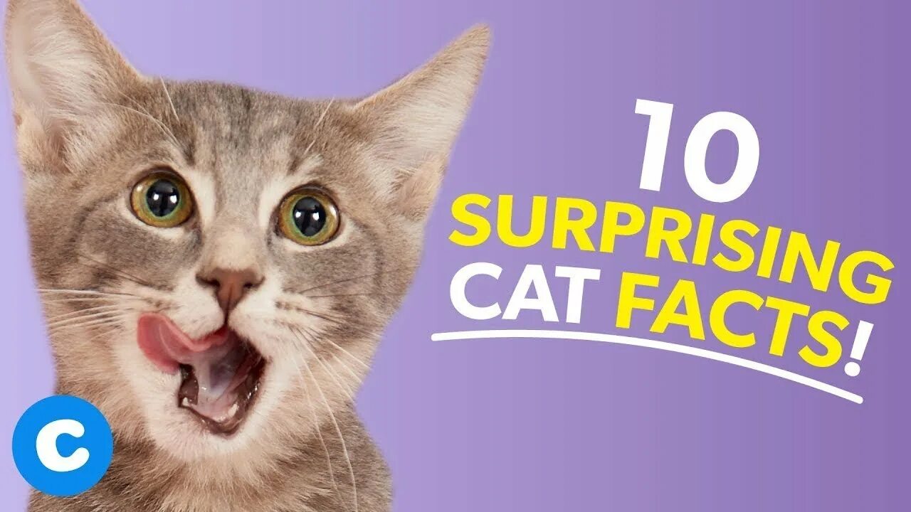 Facts about cats. Cat age. Facts about cats. Факты о кошках. Cats interesting facts for kids.