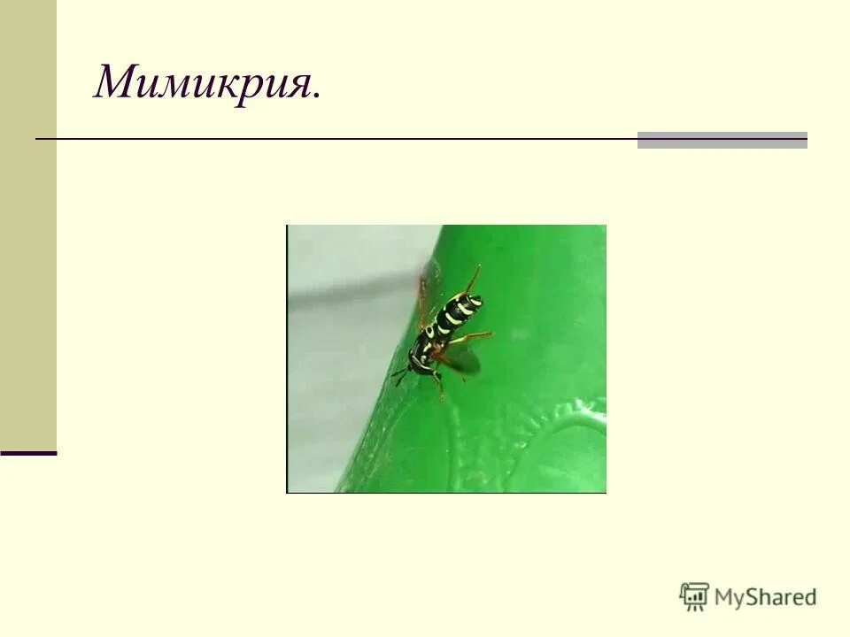 Мимикрия. Приспособленность это в биологии. Палочник мимикрия. След мимикрия с отягчающими. След мимикрия с отягчающими.