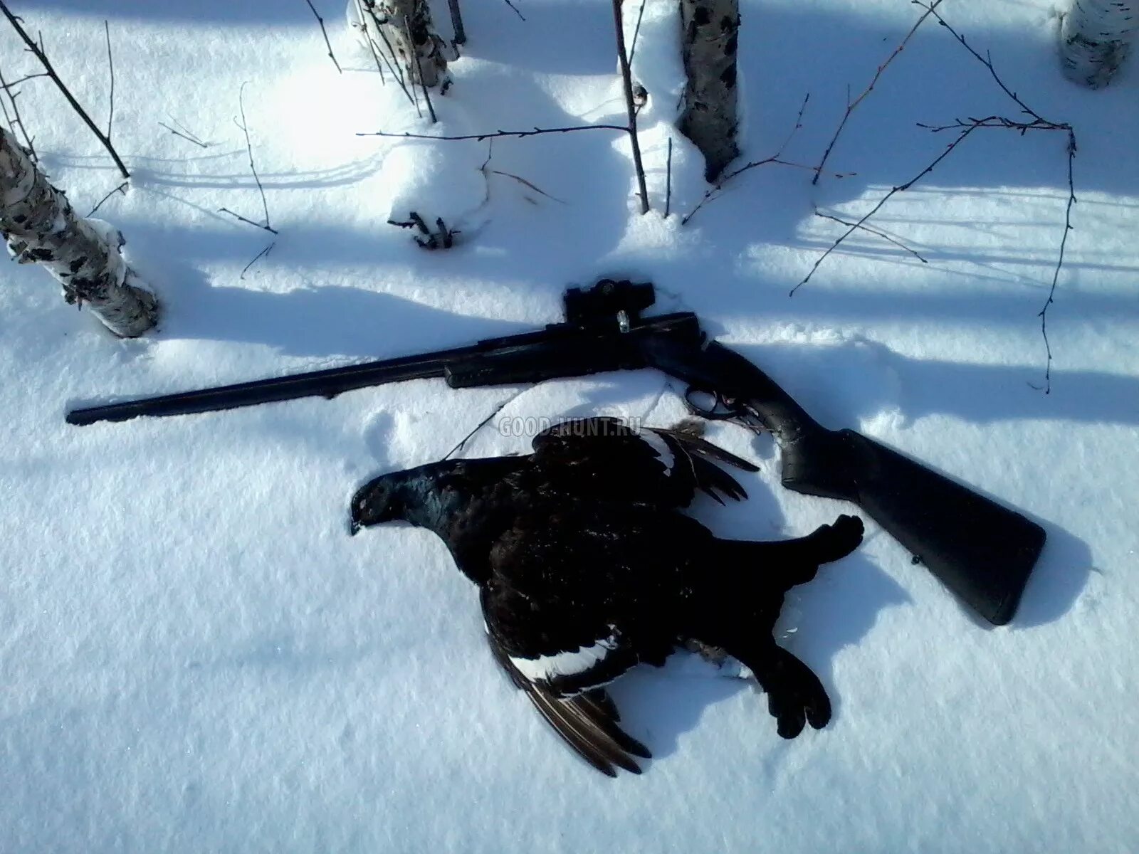 Охота 2012 кто стрелял в конце. Охота на тетерева зимой на лунках. Тетерев-Косач в снегу.