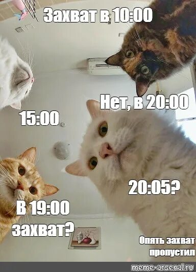 Котик и нуль. Сметана захвачена Мем. Смертельный захват кошек.