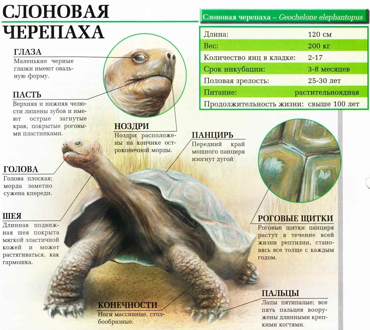 Масса черепахи