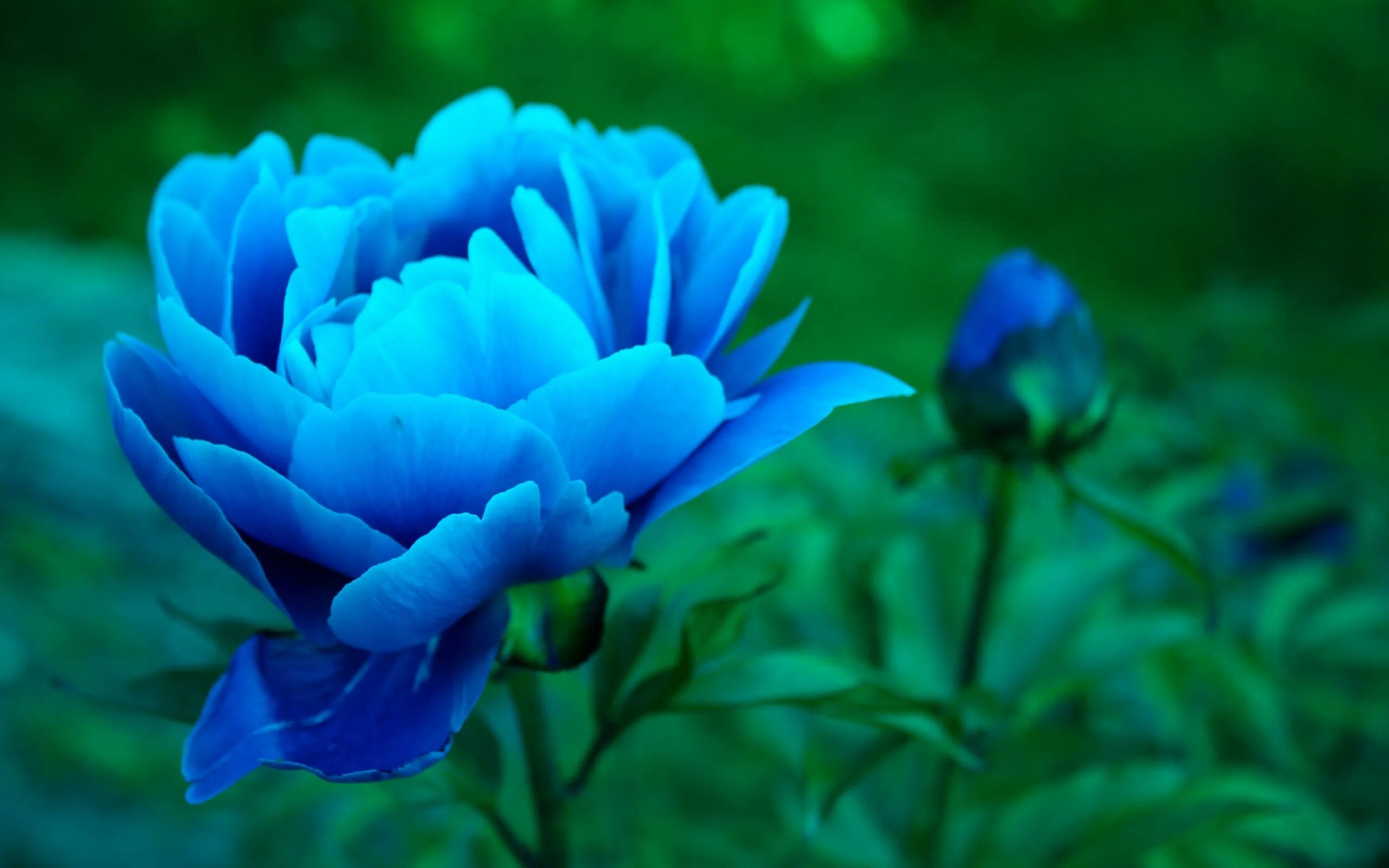 Blue anemone flowers close-up Desktop wallpapers 1440x900