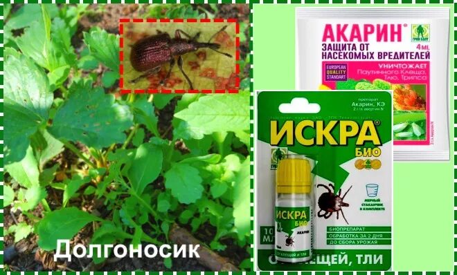 Чем обработать клубнику от долгоносика в мае. Препараты от долгоносика на клубнике весной. обработка клубники от долгоносика. обработать клубнику от долгоносика.. от долгоносика препарат.