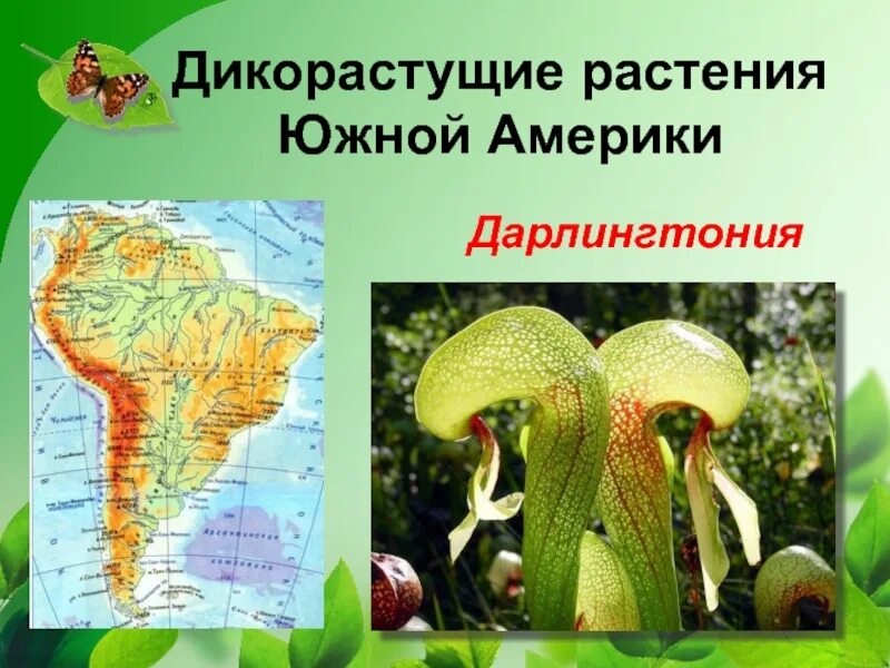 Виды растений в южной америке. Растения материка Южная Америка. Растительный мир Южной Америки. Растения обитающие в Южной Америке. Растительность Южной Америки.