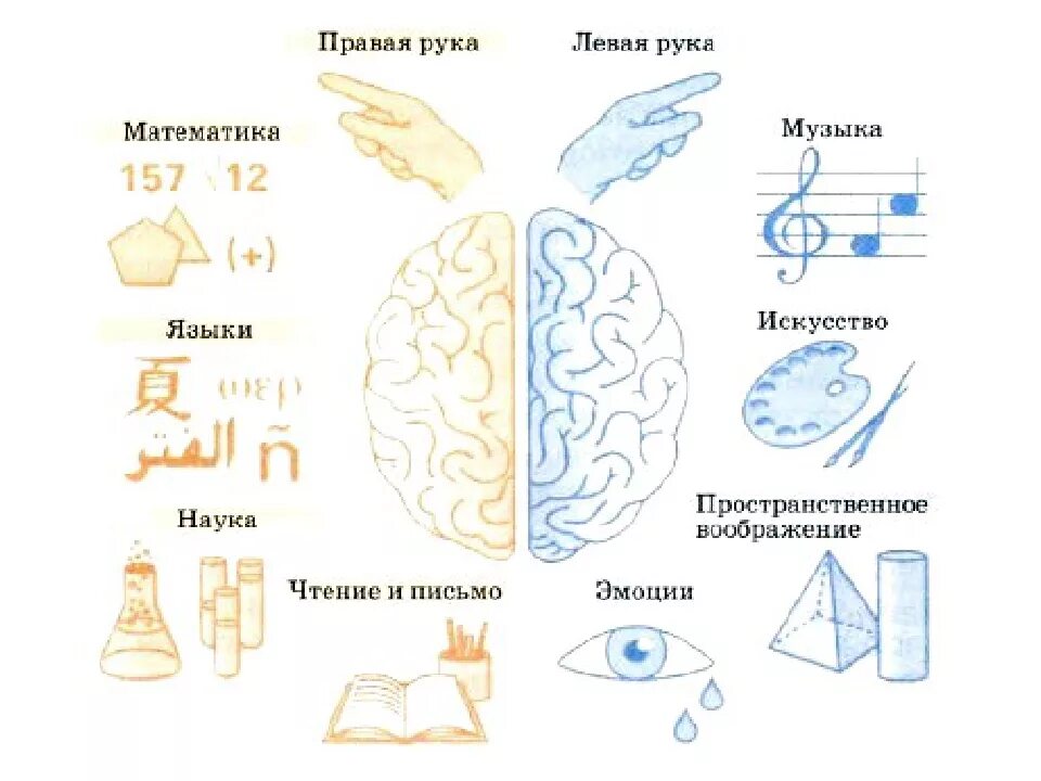 Головной мозг левое и правое полушарие. Правое и левое полушарие мозга за что отвечают. За что отвечает левое полушарие мозга. Развиваем полушария головного мозга у детей.