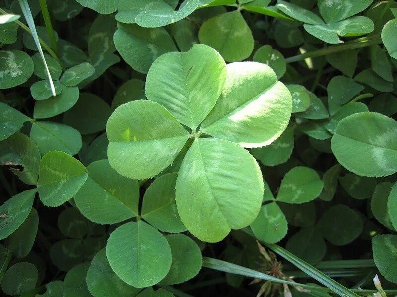 клевер луговой магические свойства. клевер кормовая культура. пятилистный клевер. клевер белый ползучий лист. клевер горный пашенный.