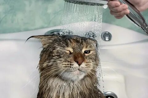 Кошка не мытый