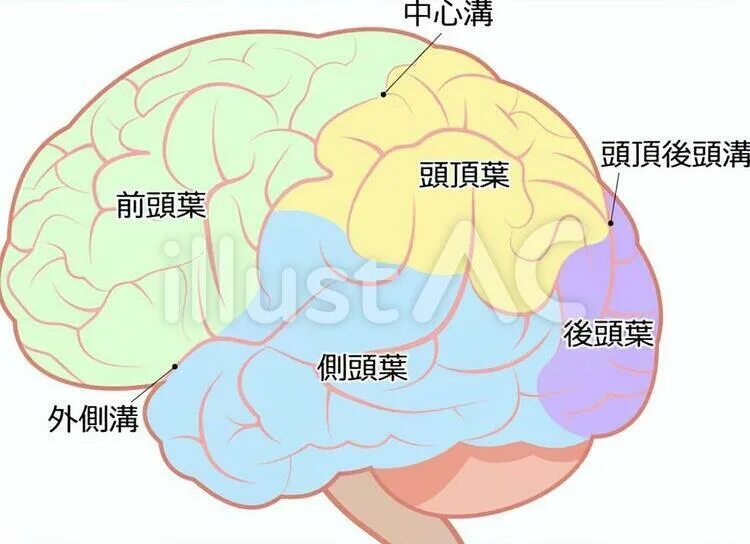 Brain name. Brain name