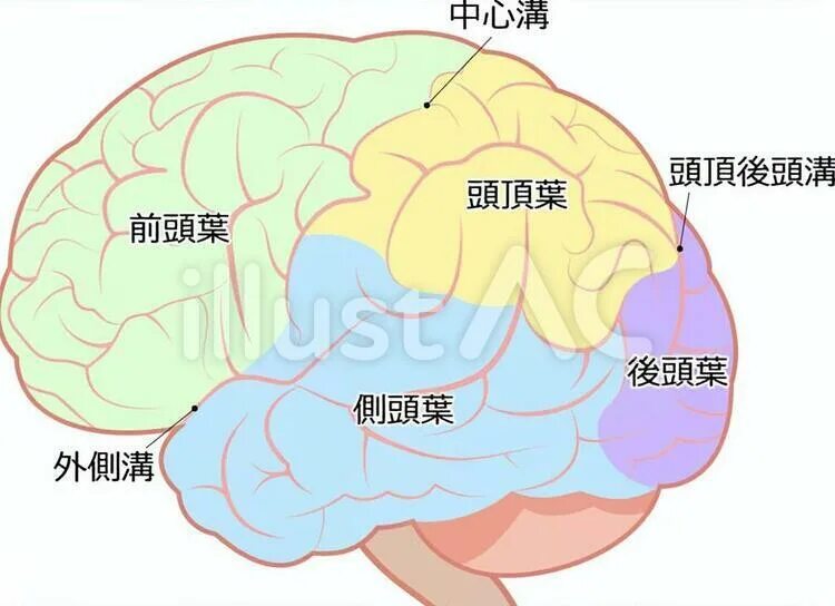 Brain name