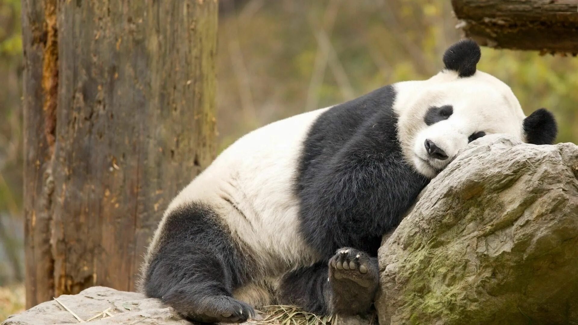 Панда. Панда бамбуковый медведь. Большие панды. Смешная Панда.