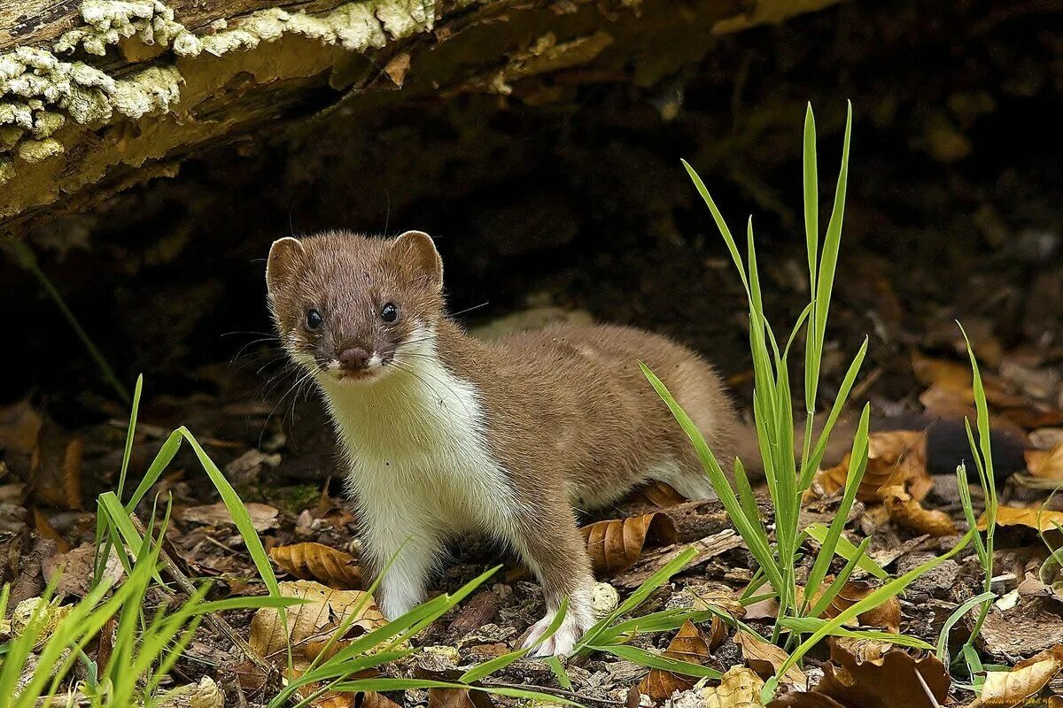 Weasel mustela nivalis. Ласка (зверек сем. Плотоядные грызуны. Мангуст домашний. Плотоядные грызуны.