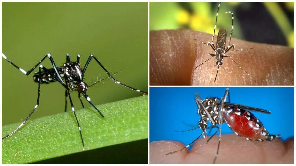 Комары разновидности. Опасные комары. Разновидности комаров в России. Новый вид комаров.
