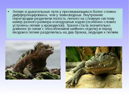 Пресмыкающиеся животные дыхание