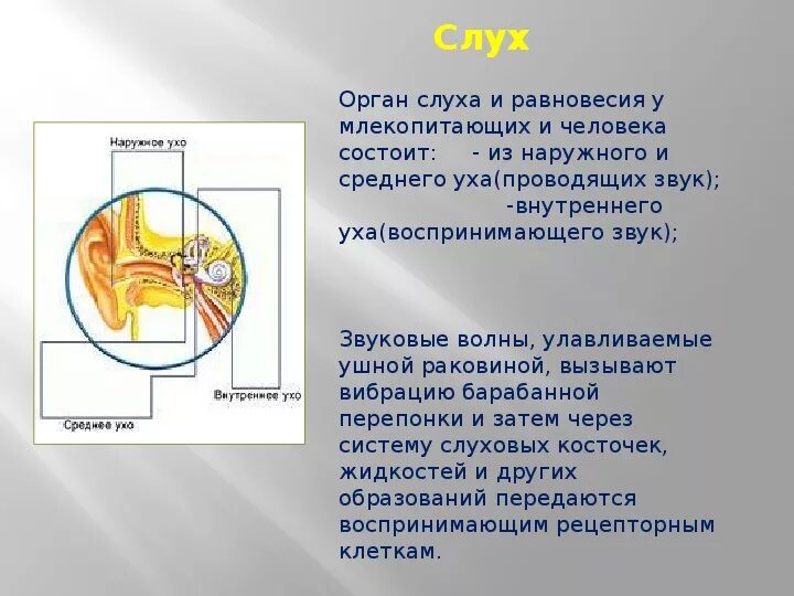 Орган слуха у млекопитающих