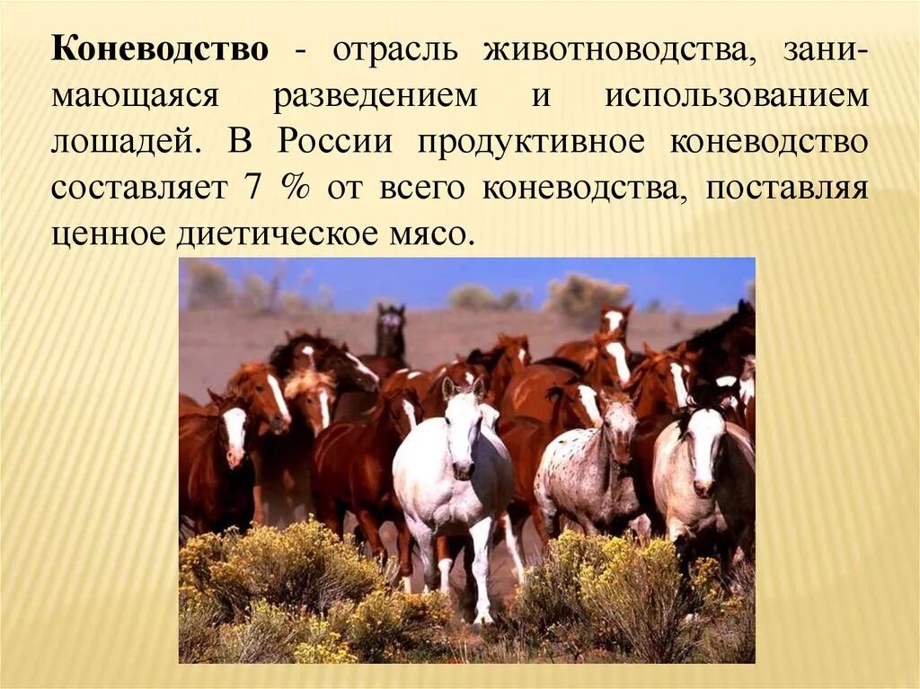 Состояние коне. Коневодство отрасль животноводства. Животноводство лошади. Животноводство презентация. Животноводство коневодство презентация.