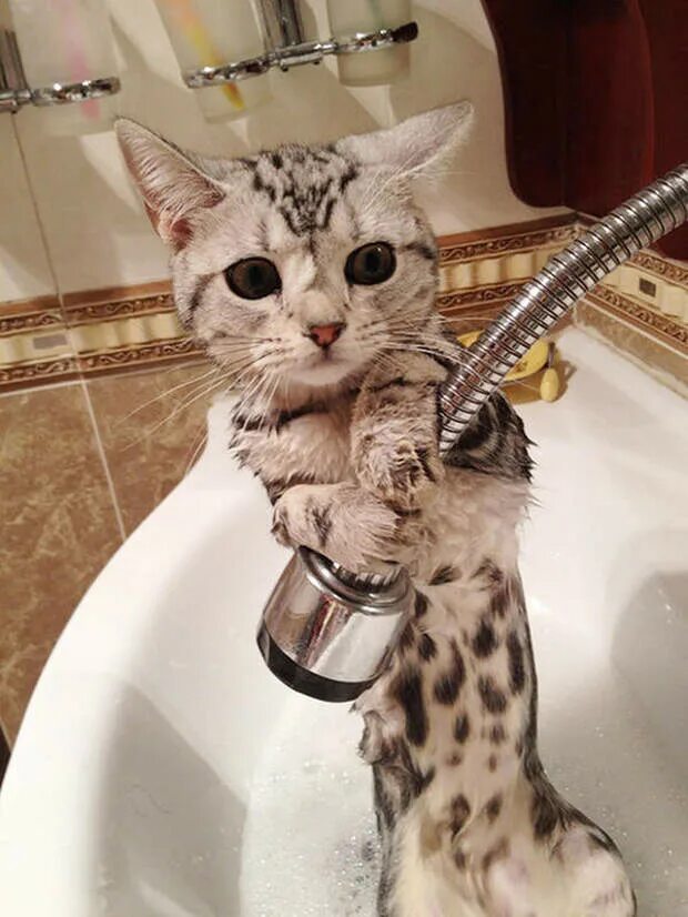 Кот под ванной. Кот в ванной. котик в душе. кошка в ванне. смешные кошки.