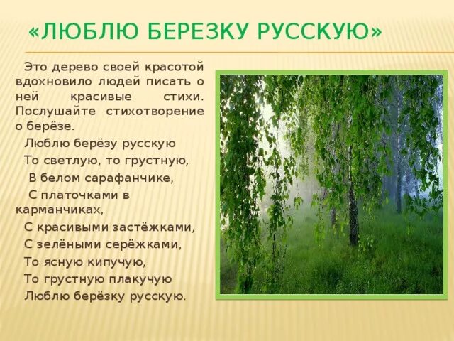 Русская березка стихотворение. Стихотворение береза. Стих про березу. Стихи о берёзе русских поэтов. Берёзка стихотворение.