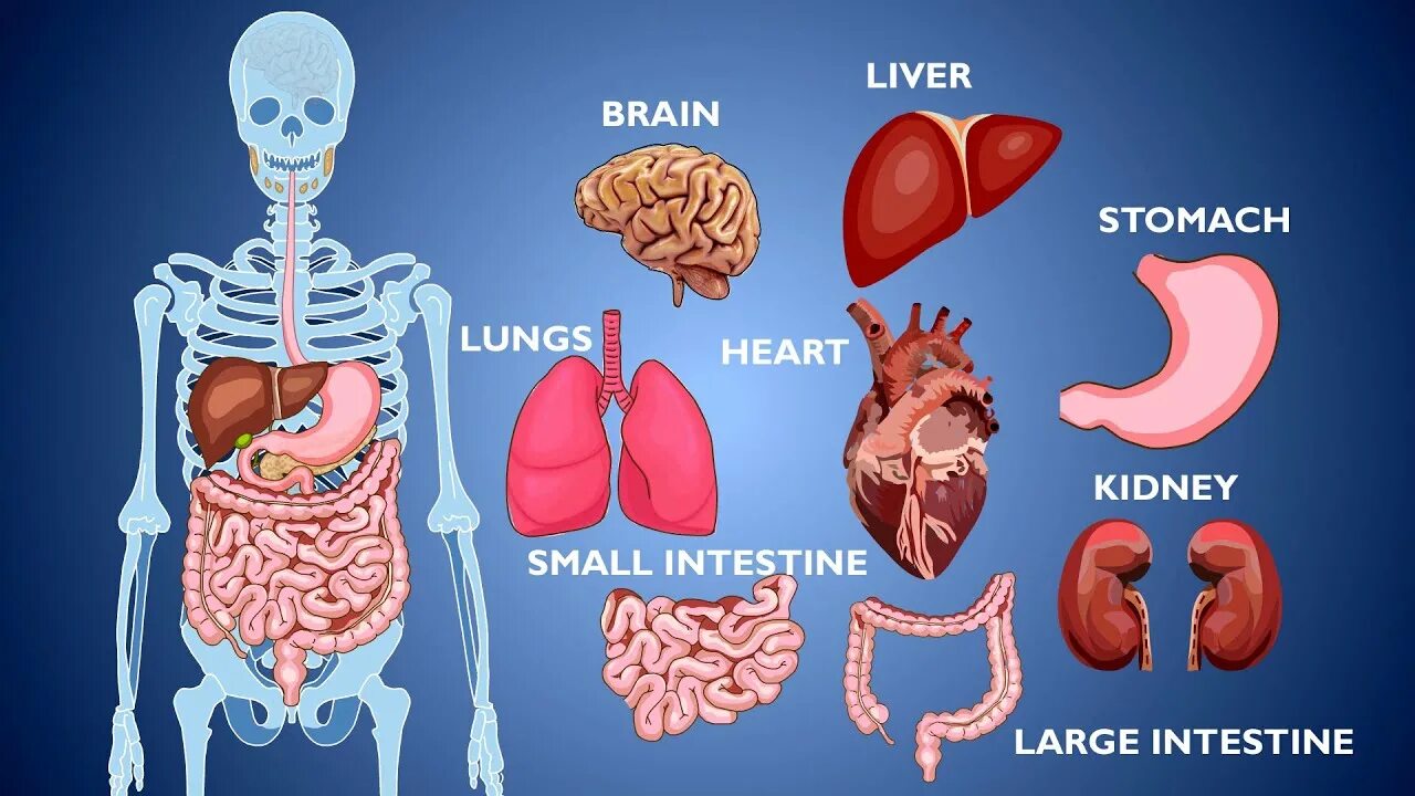 Органы человека и страны. Human Organs for Kids. Internal Organs of the Human body. Body Organs for Kids. The Internal Parts of Human body.