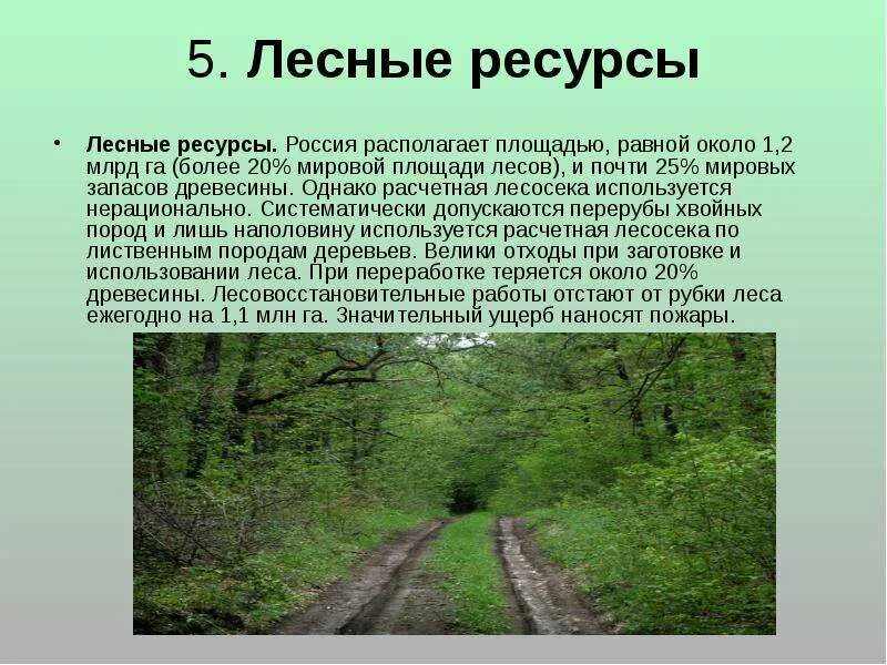 Какими лесными ресурсами богата россия. Лесные ресурсы России. Лесные ресурсы это кратко. Лесные ресурсы России кратко. Запасы лесных ресурсов России.