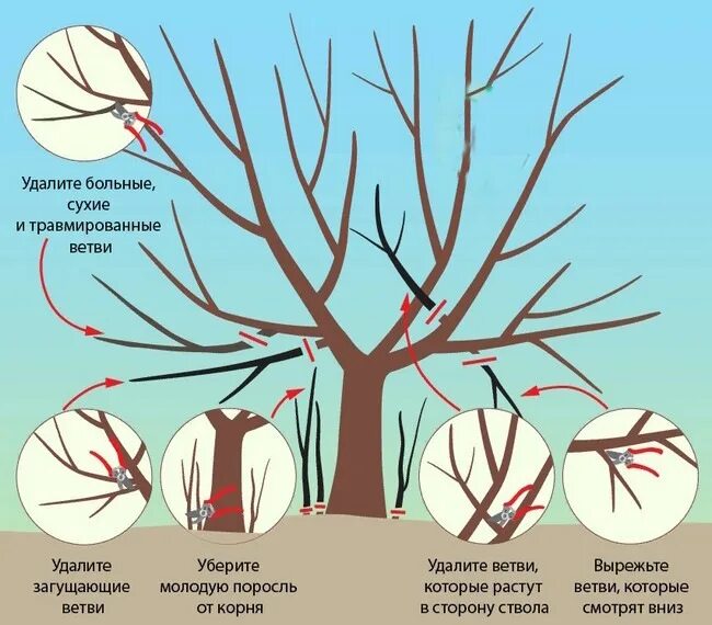 Обрезка вишни весной для начинающих в картинках. Обрезка войлочной вишни весной. Схема обрезки войлочной вишни весной. Кустовидная вишня обрезка. Обрезка войлочной вишни осенью.