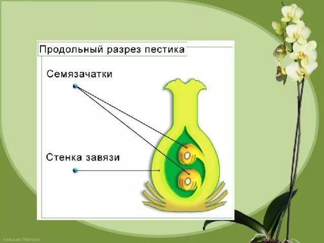 Орган растений развивающийся из семязачатка. Строение пестика. Схема строения пестика. Строение завязи пестика. Строение завязи цветка.