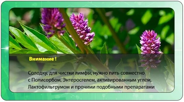 Очищение лимфы солодкой. Солодка для чистки. Сироп солодки и энтеросгель для очищения. Очищение лимфы солодкой и полисорбом. Очистка солодкой