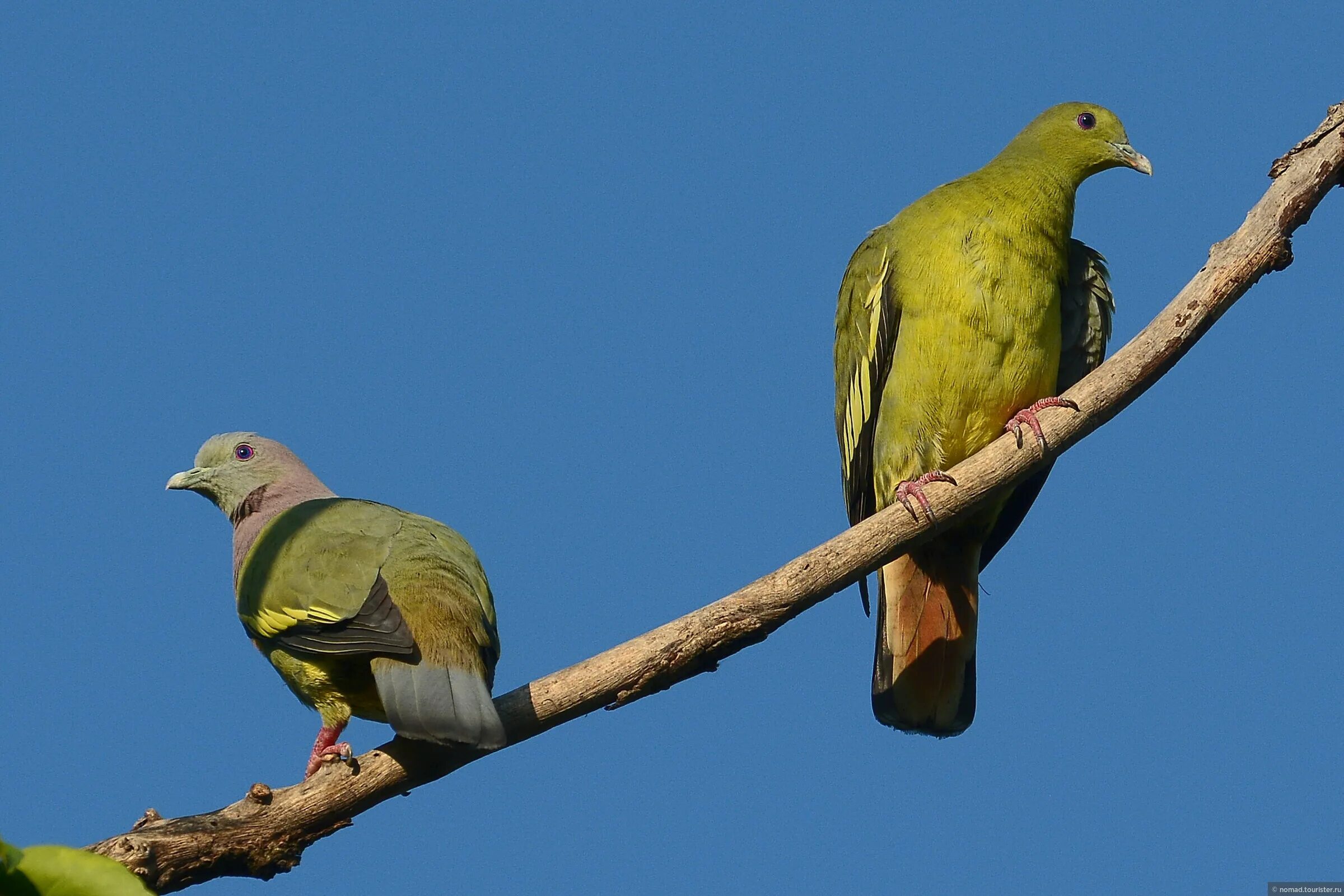 Птица растаяла. Зеленый голубь. Розовошейный зелёный голубь. Японский зеленый голубь. Полосатохвостый зелёный голубь.