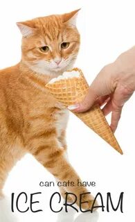 Should cat