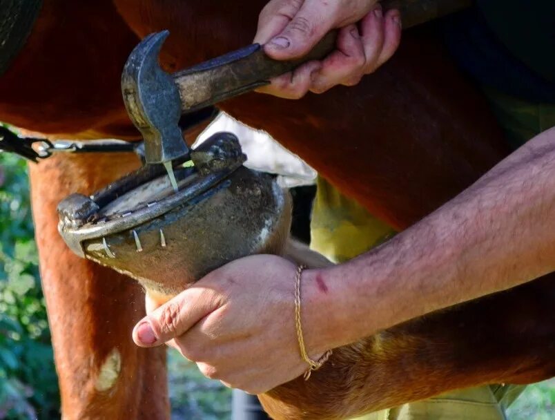 Подкова с лошадью. Подковывание лошадей. Подкованная лошадь. Расчистка копыт и ковка лошадей. Ортопедические подковы для лошадей.