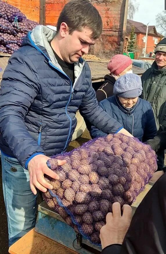 Семенная картошка. Картошка семенная сорта. Картошка Садовая. Тонны крупного картофеля. Московский картофель семенной