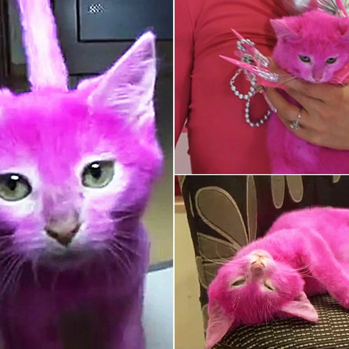 Розовый котенок. Розовая кошка. Розовый котенок настоящий. Покрашенный кот. Черно розовую кошку