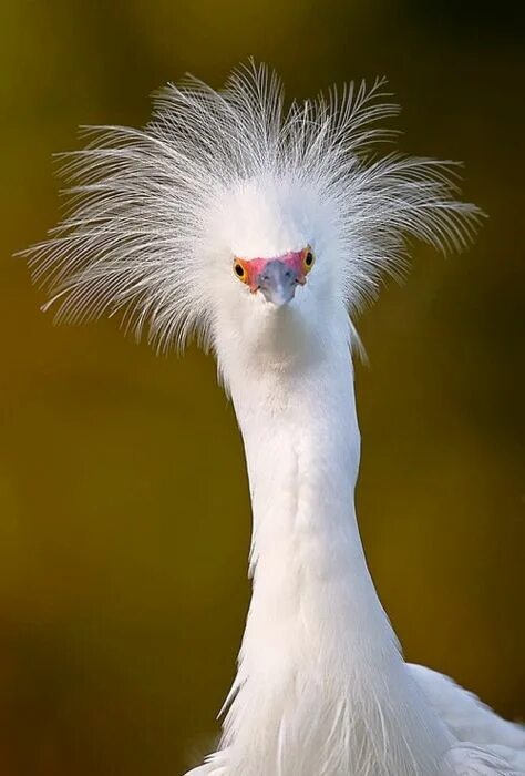 albino crow by bzbee ePHOTOzine
