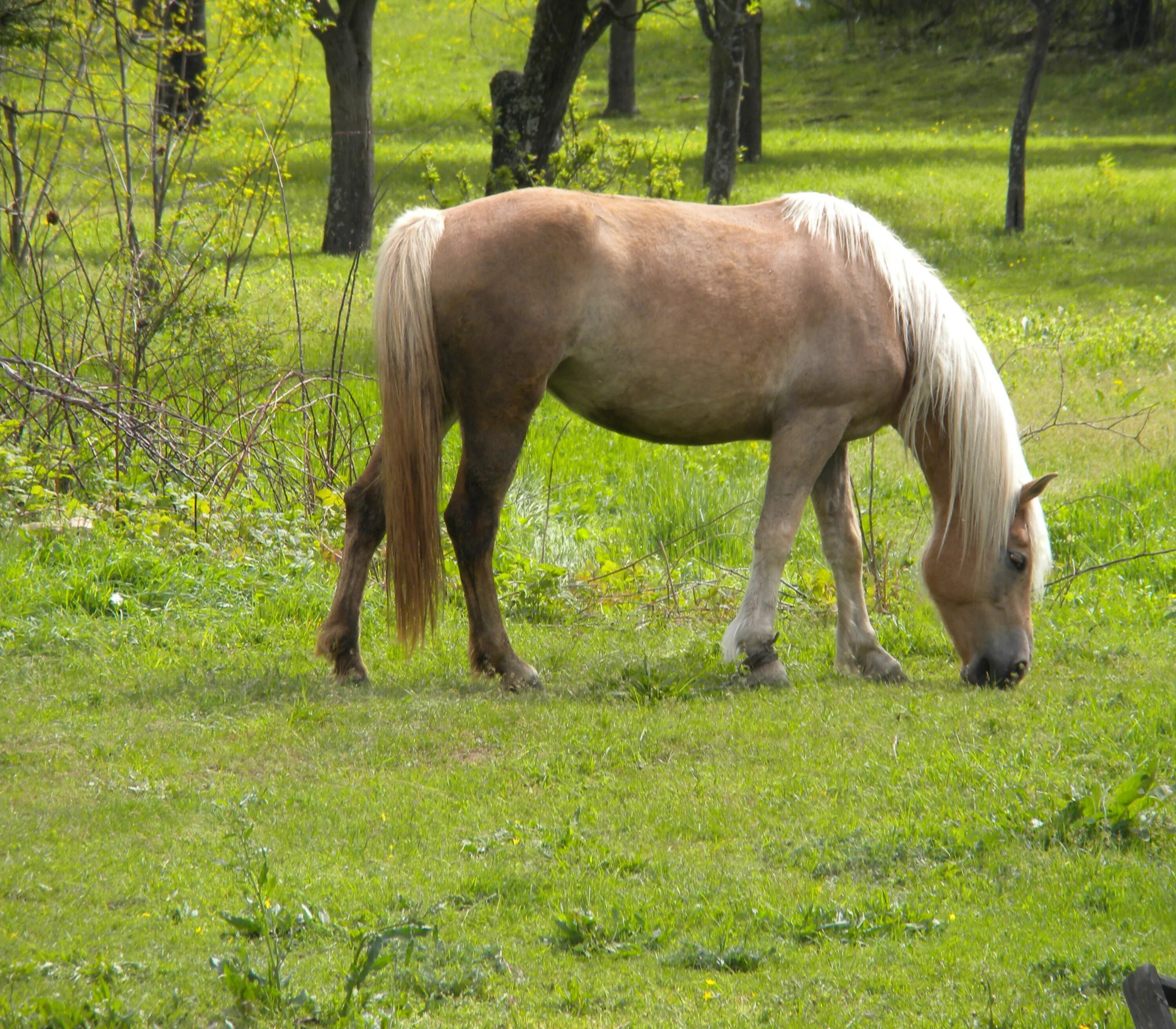 Зеленую лошадку. Зеленая лошадь. Лошадь с зеленой гривой. Зеленоватая лошадь. Зеленая лошадь фото.