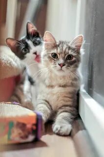 Смешные картинки с кошками
