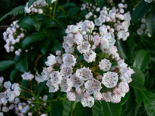 Hort Notes 2017 Vol. 28:5 Center for Agriculture, Food, and the Environment