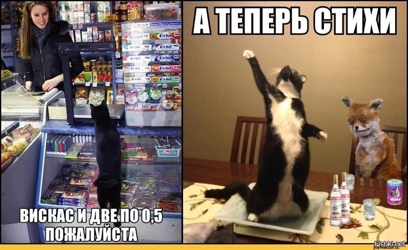 Кошка не пила 3 дня