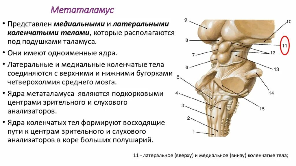 Метаталамус коленчатые тела. Метаталамус топография. Метаталамус промежуточного мозга функции. Коленчатые тела промежуточного мозга.