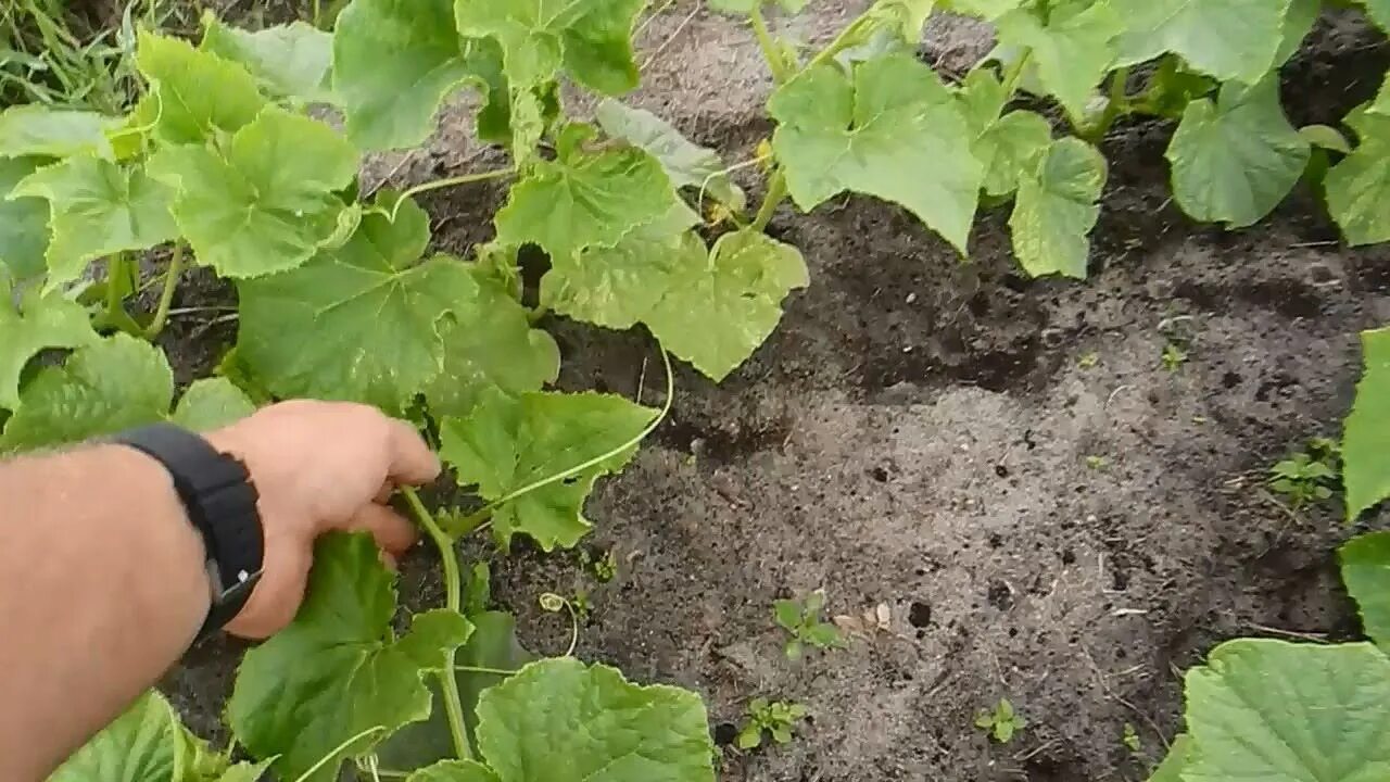 Огурец посадка видео. Огурцы на грядке. Огурцы в открытом грунте. Грядки с огурцами в открытом грунте. Грядка под огурцы.