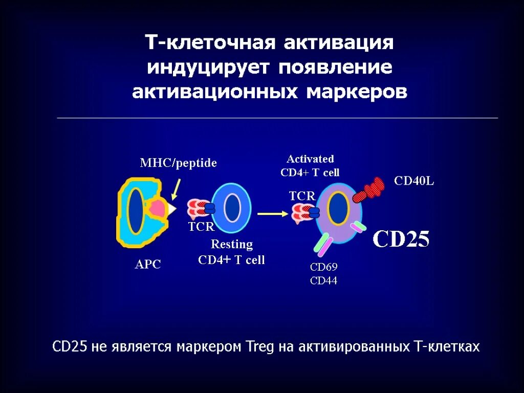 Активация т клеток. Маркер регуляторных cd4 т клеток. маркером регуляторных cd4-т-клеток является:. индуцированные т регуляторные клетки. регуляторные т лимфоциты с супрессорной активностью.