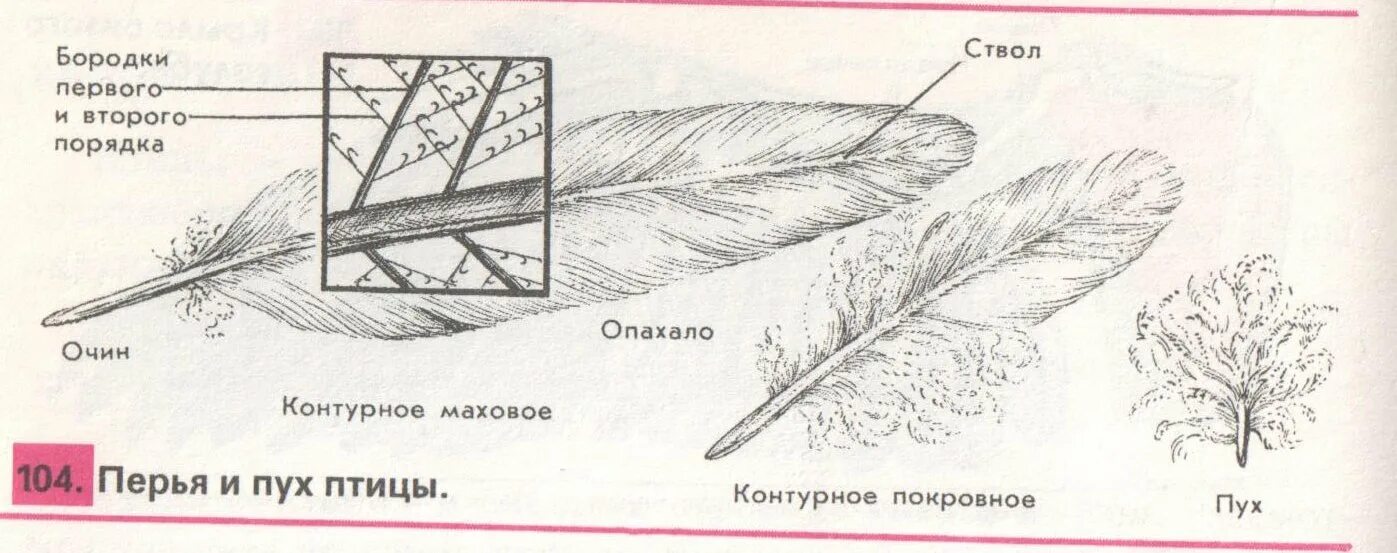 Пуховое перо рисунок. Пуховое перо птицы строение. Пуховое перо голубя строение. Пуховое перо у голубя схема. Строение пухового пера голубя.