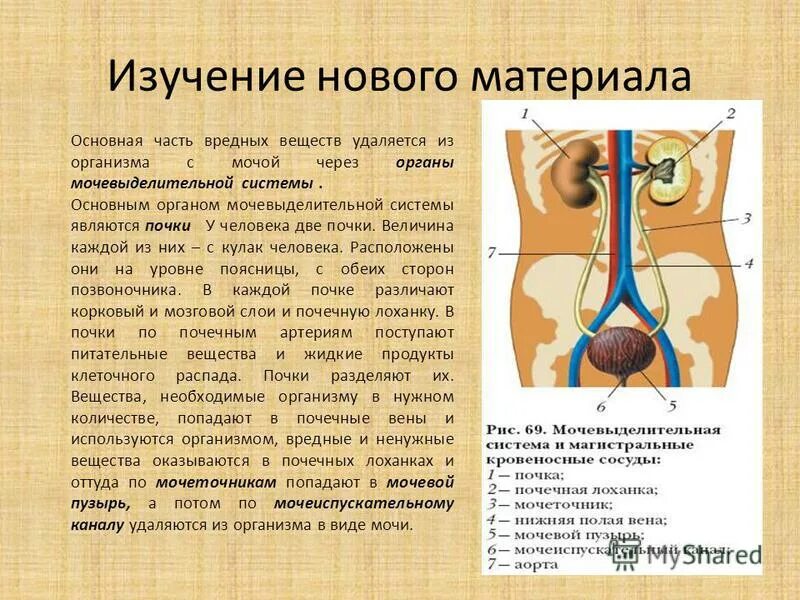 выделение веществ из организма. вредные вещества выделяемые из организма через кожу. выведение иж рннанизма. какие вещества удаляются из организма человека. выделение веществ в организме человека.