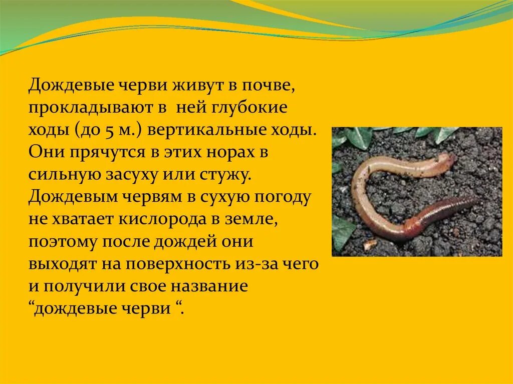 Сколько живут дождевые черви. Дождевые черви среда обитания. Полезные земляные черви. Польза дождевых червей.