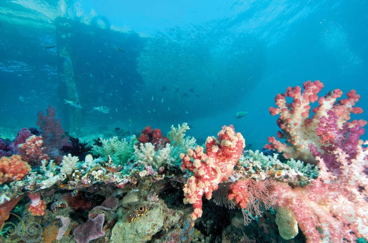 Коралловый риф отзывы. Коралловые рифы Монерон. Красота красного моря. Подводный мир красного моря. Самые красивые коралловые рифы.