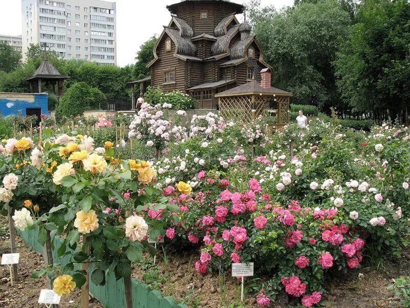 магазин мир увлечений в отрадном. садовое хобби розы. цветы семена каталог. мир увлечений отрадное. садоводческий центр мир увлечений.