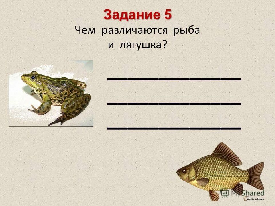 различия лягушки и жабы 2 класс. сравнение скелета рыбы и лягушки. внутреннее строение лягушки дыхательная система. сравнение рыб и лягушек. сходство анфибии и рыб.